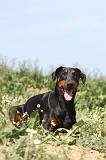 DOBERMANN 602